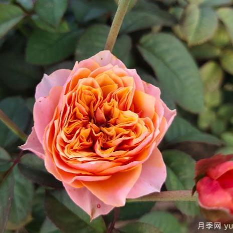 Vuvuzela Tree Rose 温柔珊瑚心 树玫瑰 (Netherlands)