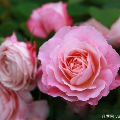 Neptune King Terrazza Tree Rose 海神王陽台 树玫瑰 (Netherlands)