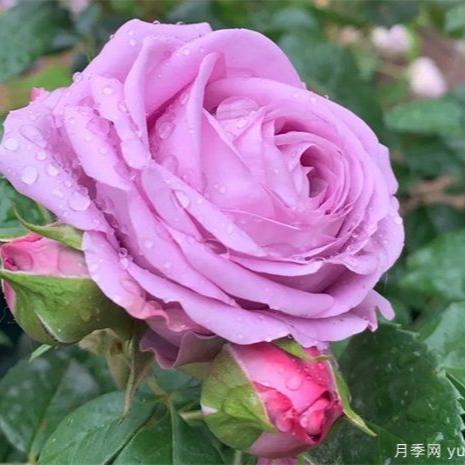 Mercury King Terrazza Tree Rose 水星王阳台 树玫瑰 (Netherlands)