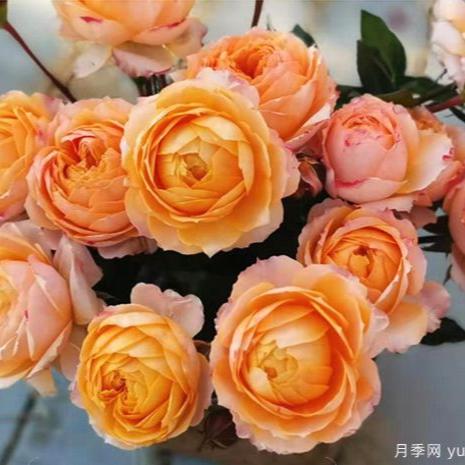 Orange Moon Tree Rose 橙色月亮 树玫瑰 (Japan)