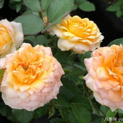 Orange Moon Tree Rose 橙色月亮 树玫瑰 (Japan)