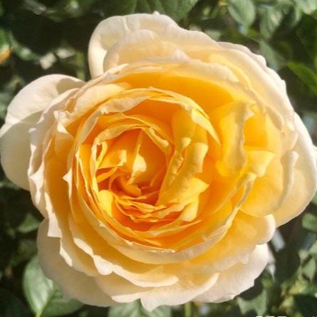 Golden Yves Piaget Tree Rose 伊芺金伯爵 树玫瑰 (France)