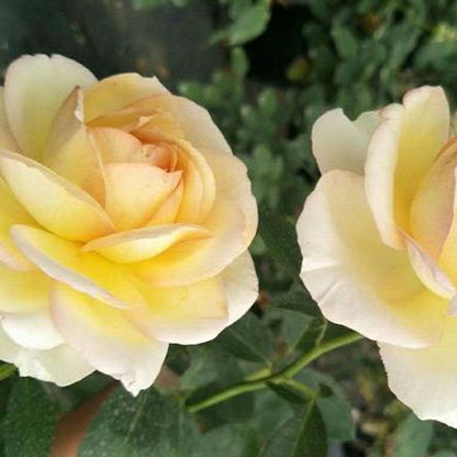 Golden Yves Piaget Tree Rose 伊芺金伯爵 树玫瑰 (France)