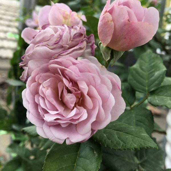 Lavender Flower Circus 薰衣草花环 (Germany)