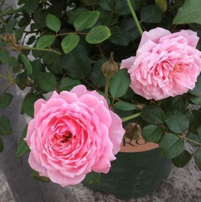 Fée Clochette Tree Rose 铃之妖精 树玫瑰 (France)