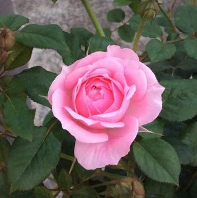 Fée Clochette Tree Rose 铃之妖精 树玫瑰 (France)