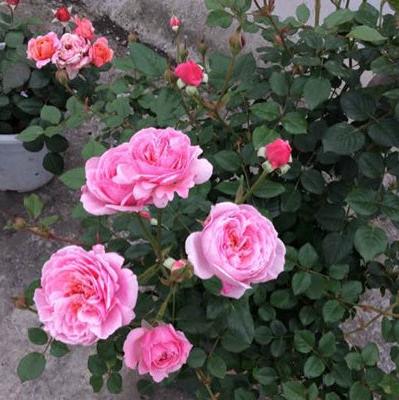 Fée Clochette Tree Rose 铃之妖精 树玫瑰 (France)