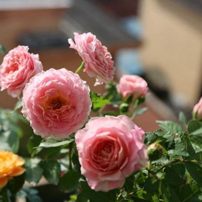 Neptune King Terrazza Tree Rose 海神王陽台 树玫瑰 (Netherlands)