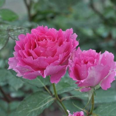 Sheherazad Tree Rose 天方夜谭 树玫瑰 (Japan)