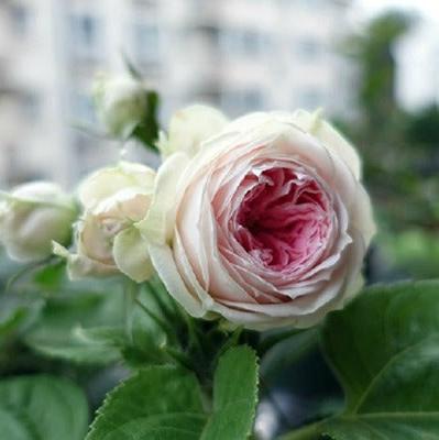 Pompon Veranda Tree Rose 绒球门廊 树玫瑰 (Germany)