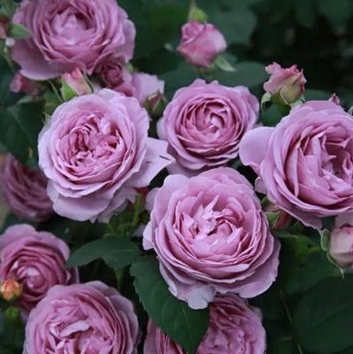 Shinoburedo Tree Rose 蓝色风暴 树玫瑰 (Japan)