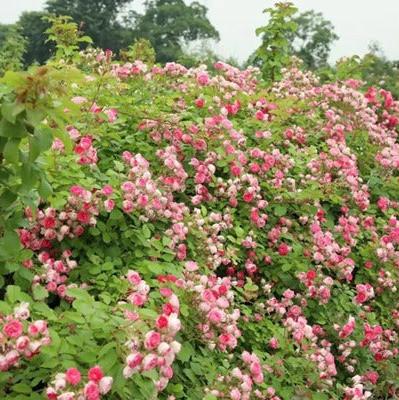 Rouge 胭脂扣 (China 天狼)