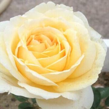 Golden Yves Piaget Tree Rose 伊芺金伯爵 树玫瑰 (France)