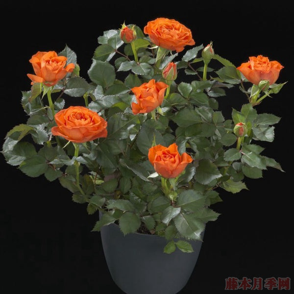 Orange Jewel Tree Rose 橙色宝石 树玫瑰 (Netherlands)