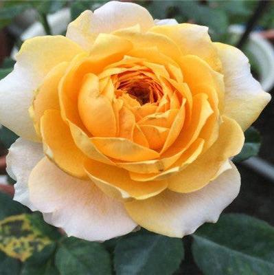 Orange Moon Tree Rose 橙色月亮 树玫瑰 (Japan)