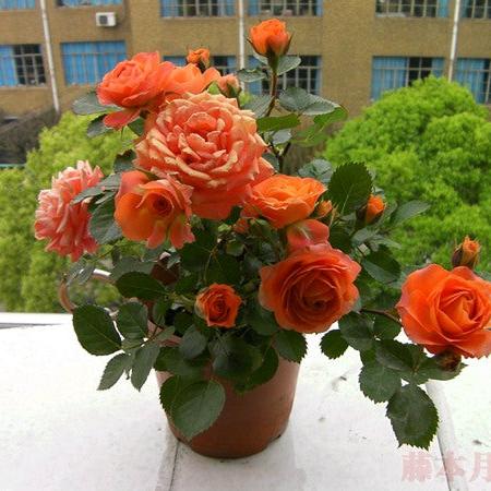 Orange Jewel Tree Rose 橙色宝石 树玫瑰 (Netherlands)