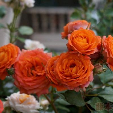 Orange Jewel Tree Rose 橙色宝石 树玫瑰 (Netherlands)