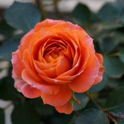 Orange Jewel Tree Rose 橙色宝石 树玫瑰 (Netherlands)