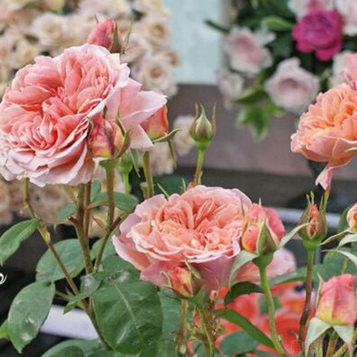 Moulin de la Galette Tree Rose 煎饼磨坊 树玫瑰 (Japan)