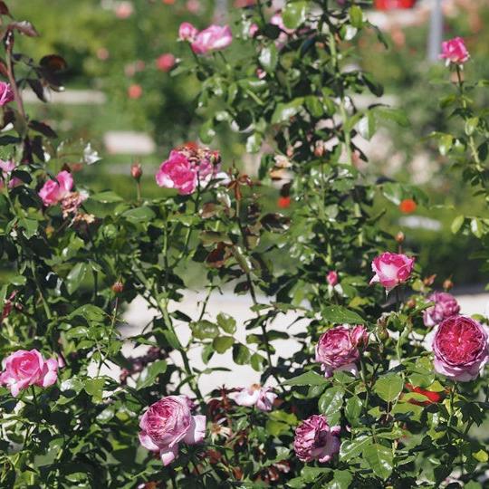 Thierry Marx Tree Rose 篮梅蛋糕 树玫瑰 (France)