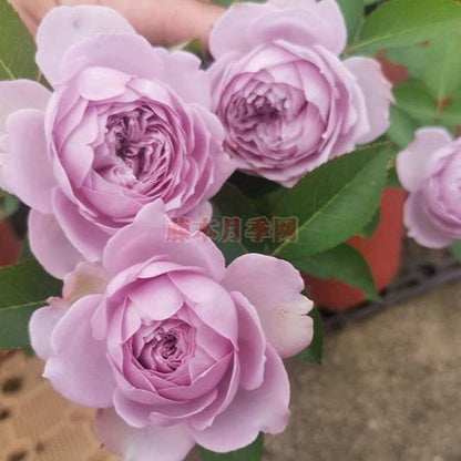 Kongmeng Tree Rose 空蒙 树玫瑰 (China 天狼)