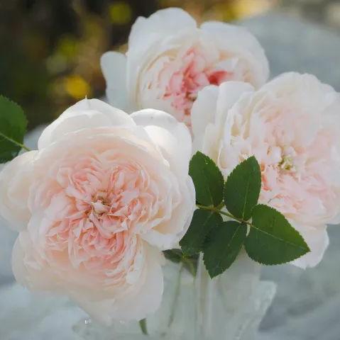 Home Letter Tree Rose 家书 树玫瑰 (China 天狼)