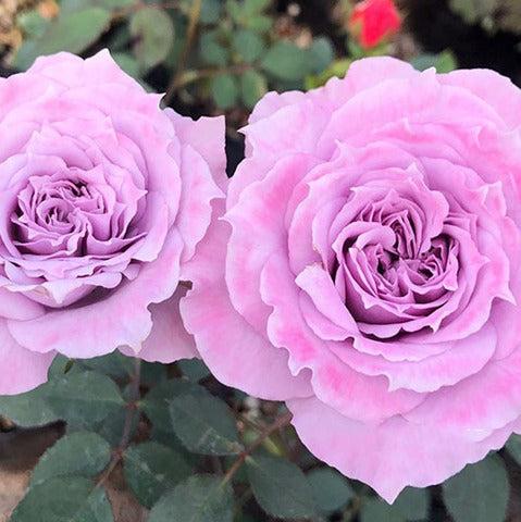 Lavender Crystal 薰衣草水晶 (Japan)