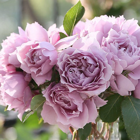 Magic Purple Tree Rose 幻紫 树玫瑰 (China 天狼)