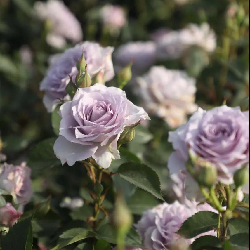 Ji Se Tree Rose 霁色 树玫瑰 (China 天狼)