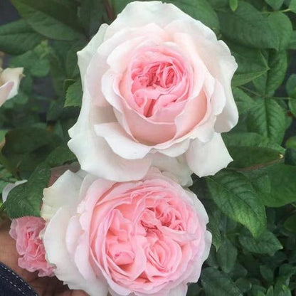 Wedding Box Tree Rose 婚礼盒 树玫瑰 (Japan)