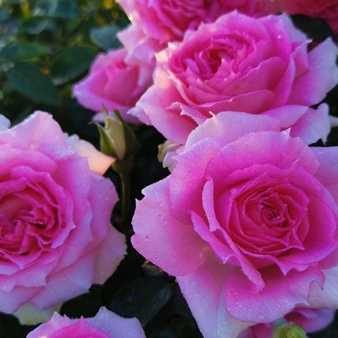 Doniazade Tree Rose 粉天方夜谭 树玫瑰 (Japan)