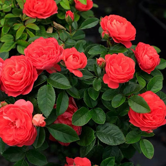 Red Juice Balcony 红果汁阳台 (Netherlands)