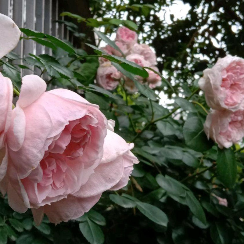 Cinderella Tree Rose 仙度瑞拉 树玫瑰 (Germany)