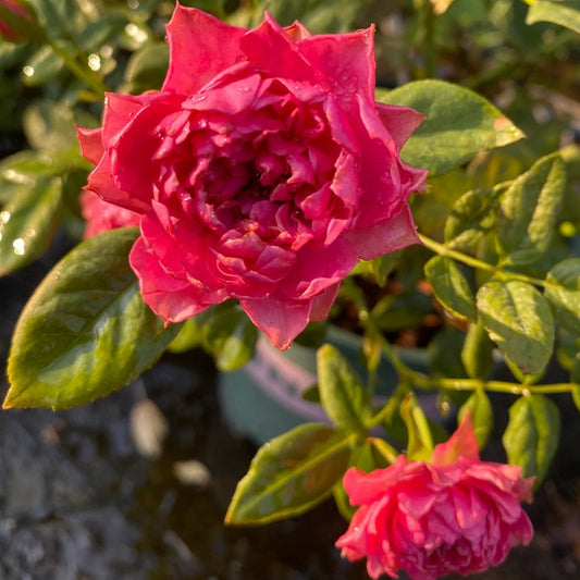 Crenadine Rose 红石榴汁 (Japan)