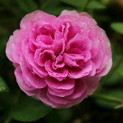 Aunt Margy's Tree Rose 玛姬婶婶 树玫瑰 (Italy)