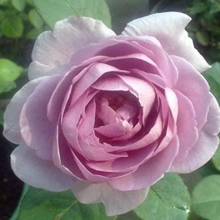 Shinoburedo Tree Rose 蓝色风暴 树玫瑰 (Japan)