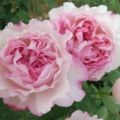 Aromatischen Hypnose Tree Rose 伊芙芳香催眠 树玫瑰 (Japan)