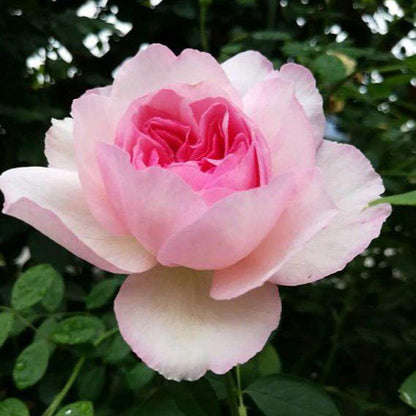 Aromatischen Hypnose Tree Rose 伊芙芳香催眠 树玫瑰 (Japan)