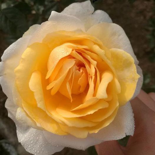 Golden Yves Piaget Tree Rose 伊芺金伯爵 树玫瑰 (France)