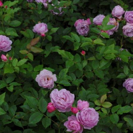 Lavender Flower Circus 薰衣草花环 (Germany)