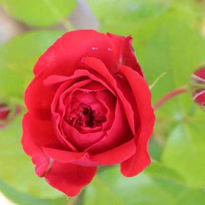 Red Apple Tree Rose 红苹果 树玫瑰 (Japan)