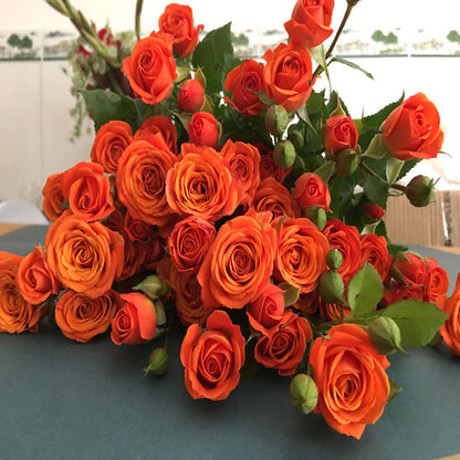 Orange Jewel Tree Rose 橙色宝石 树玫瑰 (Netherlands)