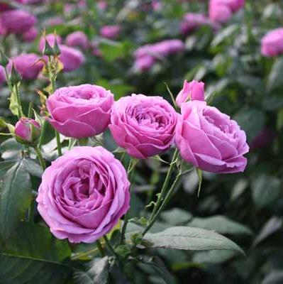 Misty Bubbles Tree Rose 紫雾泡泡 树玫瑰 (Netherlands)