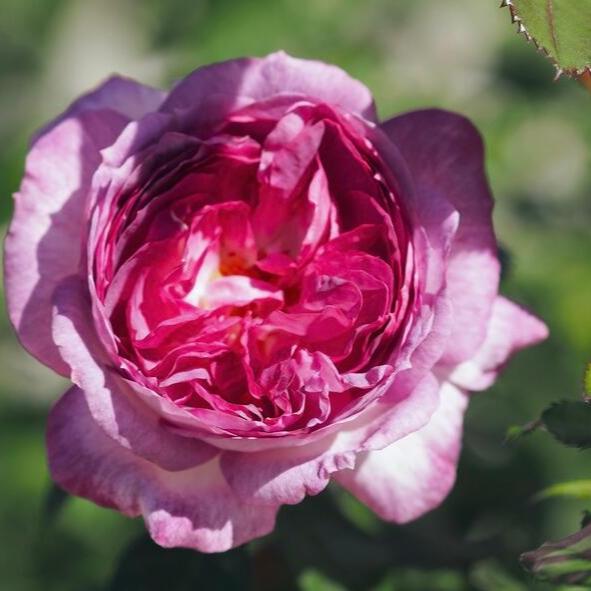 Thierry Marx Tree Rose 篮梅蛋糕 树玫瑰 (France)