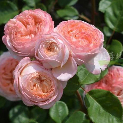 Confiture Tree Rose 果酱 树玫瑰 (Japan)