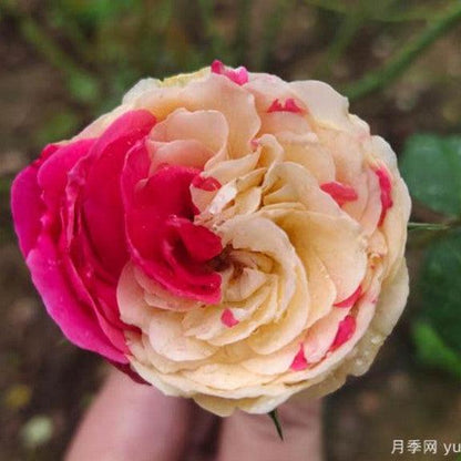 Fugetsu Tree Rose 风月树玫瑰 (Japan)